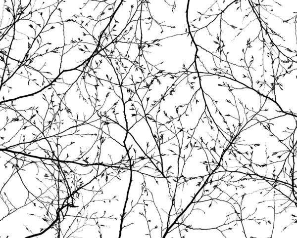 Konsistens av grenar på den vita bakgrunden — Stockfoto