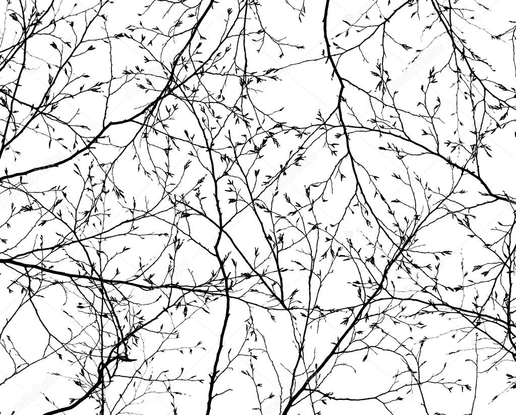 Texture of the branches on the white background