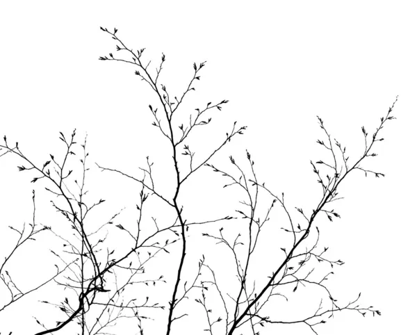 Zweige auf weißem Hintergrund — Stockfoto