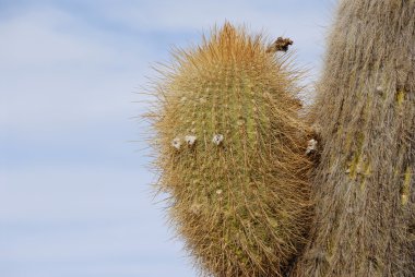 trichoreus kaktüsler