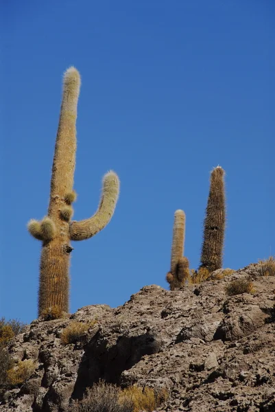 Trichoreus kaktusů — Stock fotografie
