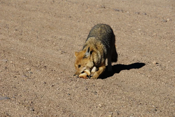 Fox in Dali\'s desert