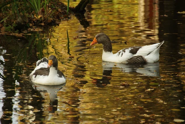 Skansen - geese in the stream