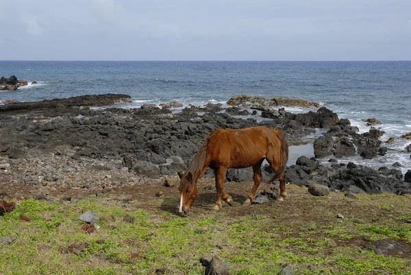 Horses of Easter island — Stock Photo, Image