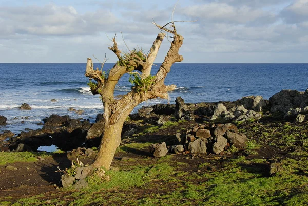 Dead tree and ocean — Stock Photo, Image