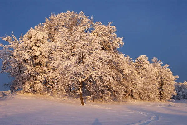 Árboles en invierno — Foto de Stock