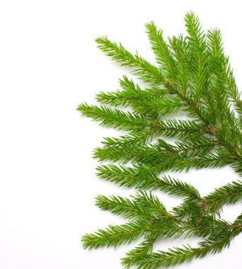 Green spruce branch clipart