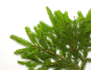 Green spruce branch clipart