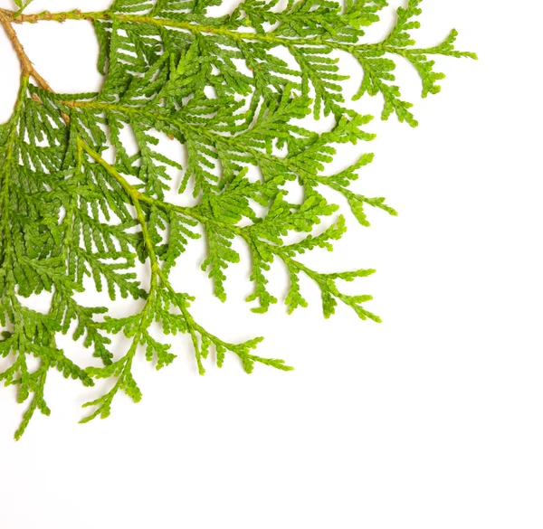 Groene juniper branch — Stockfoto