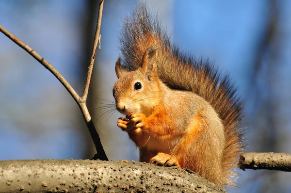 Red squirrel. — Stock Photo, Image