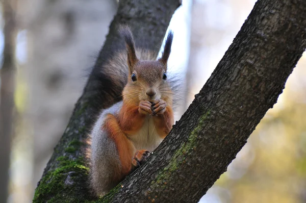 Red squirrel. — Stock Photo, Image