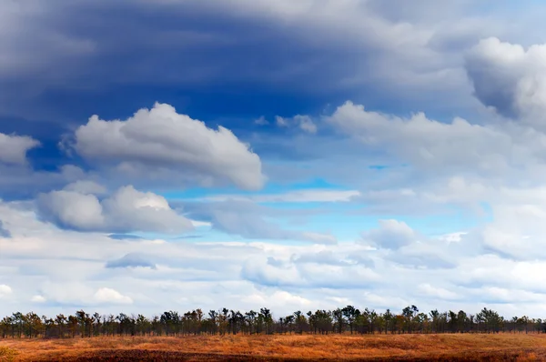 Небо и деревья — стоковое фото