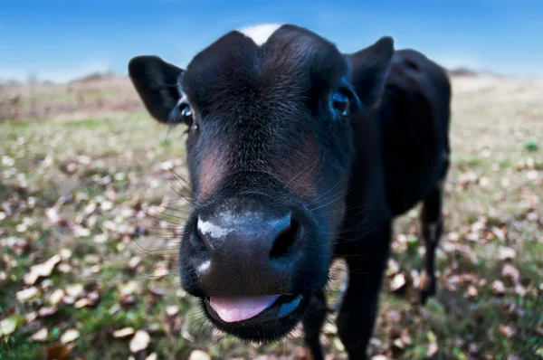 The calf puts out the tongue — Stock Photo, Image