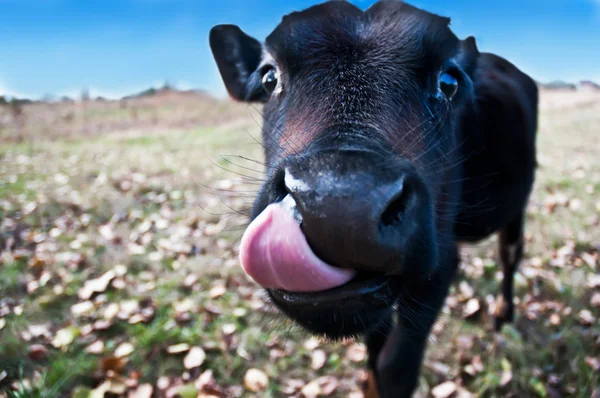 The calf puts out the tongue 2 — Stock Photo, Image