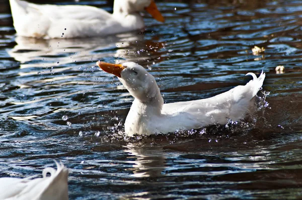 Ördek suda yıkama — Stok fotoğraf