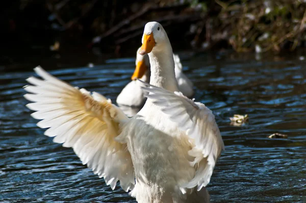 Göl üzerinde ördek — Stok fotoğraf