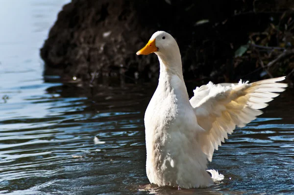 Ente auf See 2 — Stockfoto