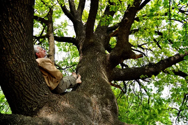 Ruhe auf einem Baum Stockbild