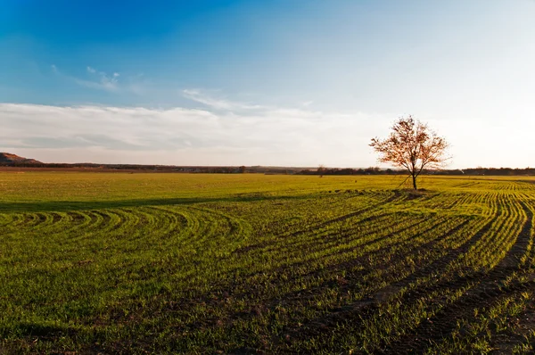 Kleine boom op een groen veld — Stockfoto