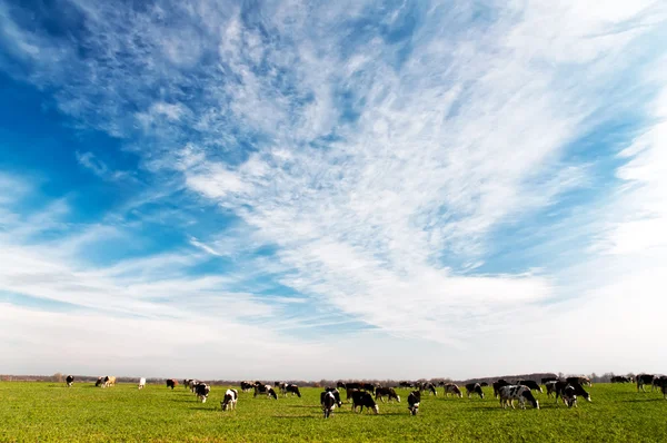 Vacas pastam no prado — Fotografia de Stock