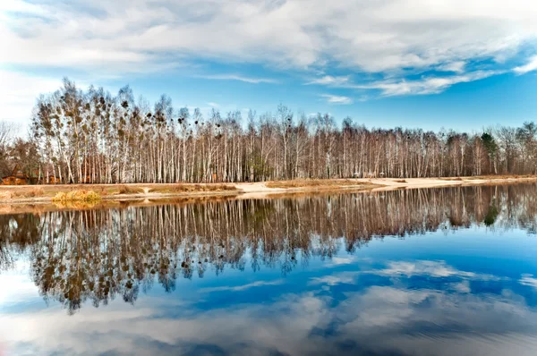 在湖的白桦树林 — 图库照片