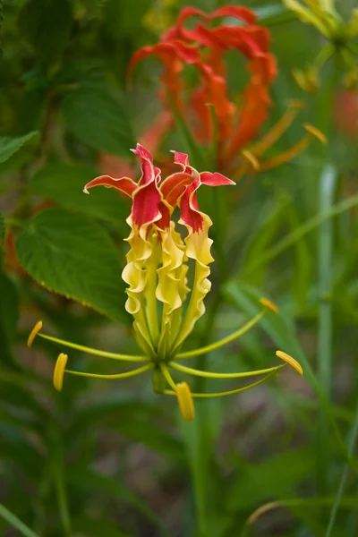 Gelbe und rote Blume — Stockfoto