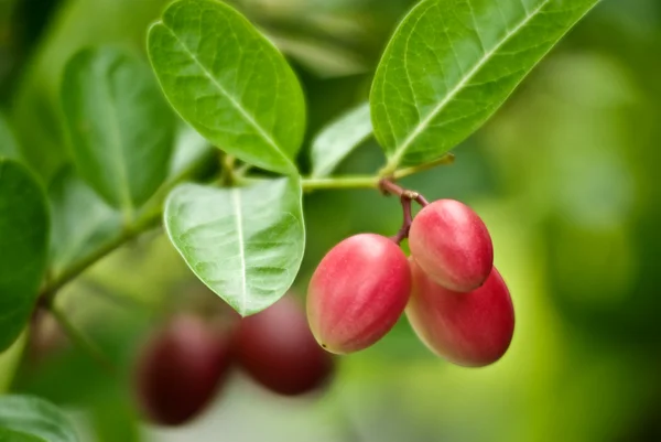 Punaiset hedelmät puussa — kuvapankkivalokuva