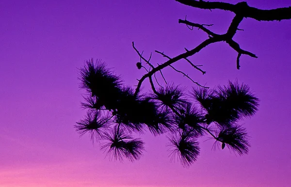Alacakaranlık gökyüzü ile ağaç siluet — Stok fotoğraf