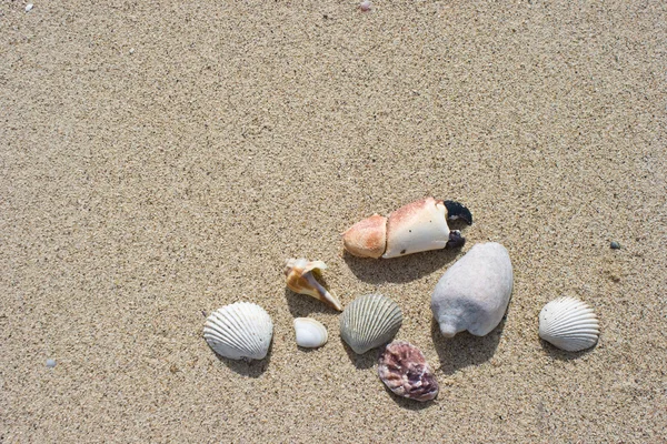 Belle coquille avec fond de texture de sable — Photo