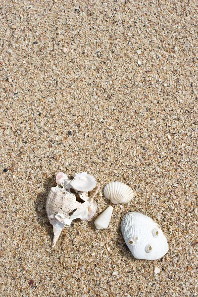 Belle coquille avec fond de texture de sable — Photo