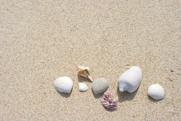 Deniz kabuğu ve kum doku arka plan — Stok fotoğraf