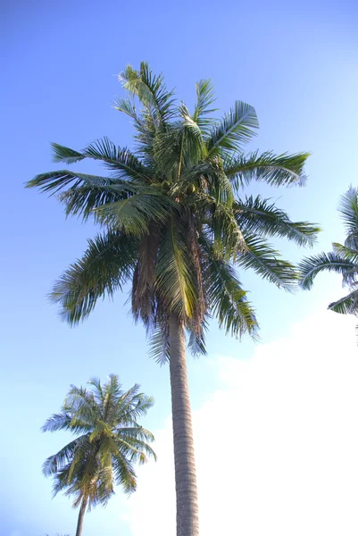 Coqueiro com céu azul — Fotografia de Stock