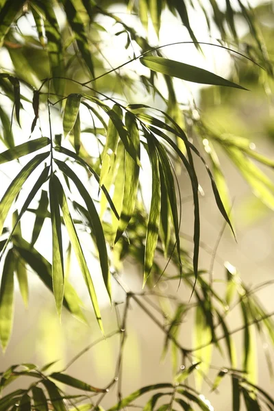 Бамбуковому аркуші — стокове фото