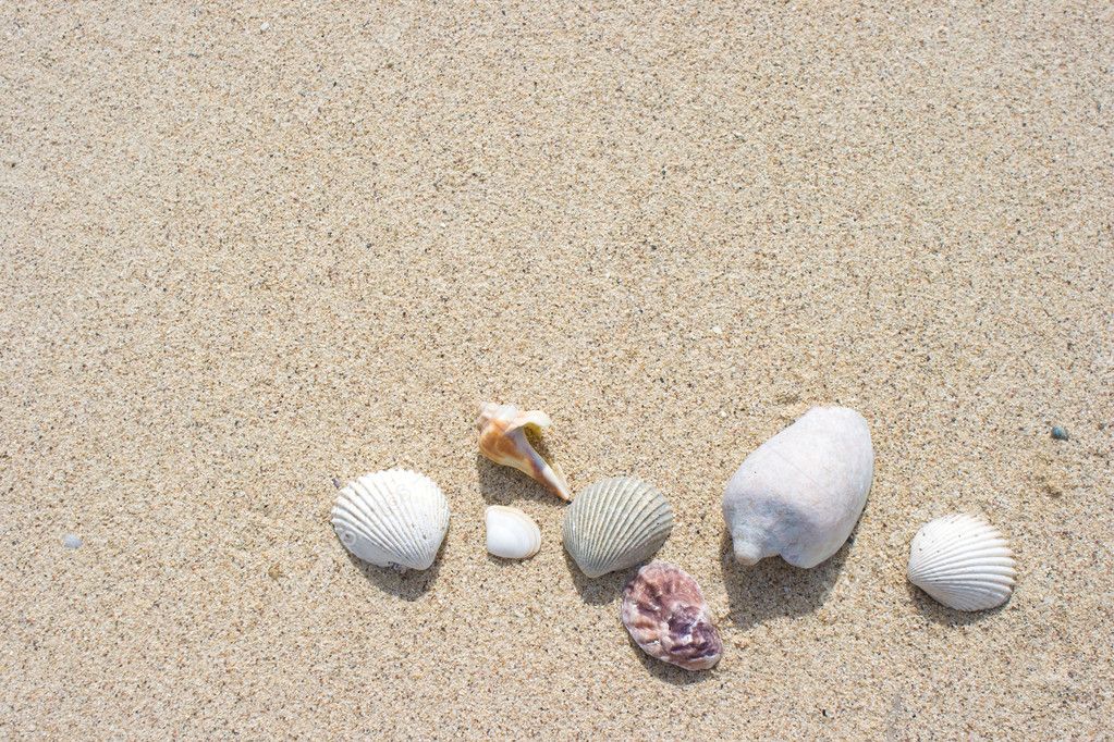 Seashell and sand texture background — Stock Photo © pixbox77 #3965882