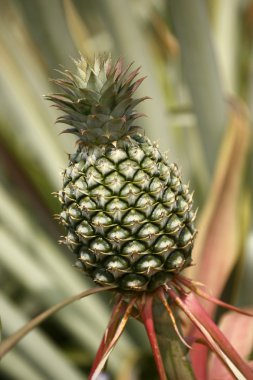 Ananas.