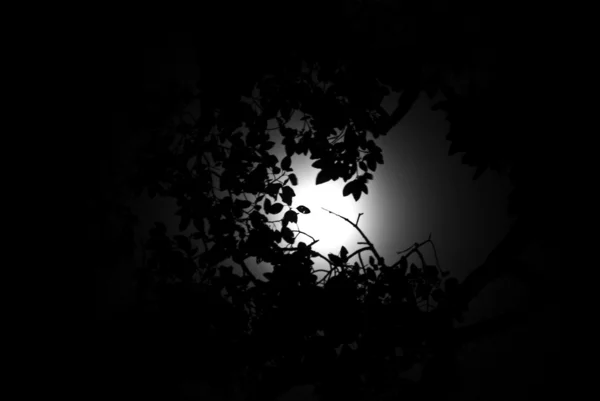 Luz de luna con silueta de árbol — Foto de Stock