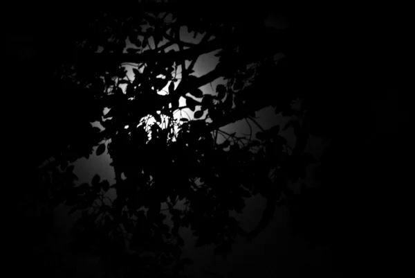 Moon light with tree silhuette — Stock Photo, Image
