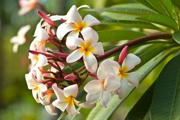 Fiore di bianco sull'albero, Frangipani — Foto Stock