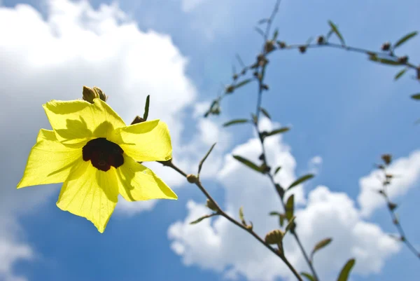 Flor amarela com fundo azul céu — Fotografia de Stock
