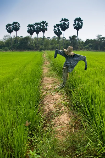 Straw man in the cornfield, Thailand — Stock Photo, Image