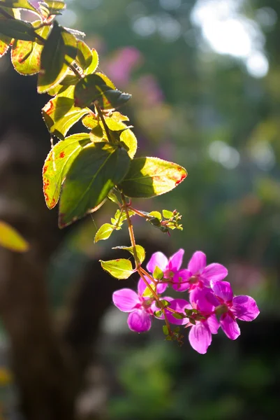Fiore con la luce del mattino — Foto Stock