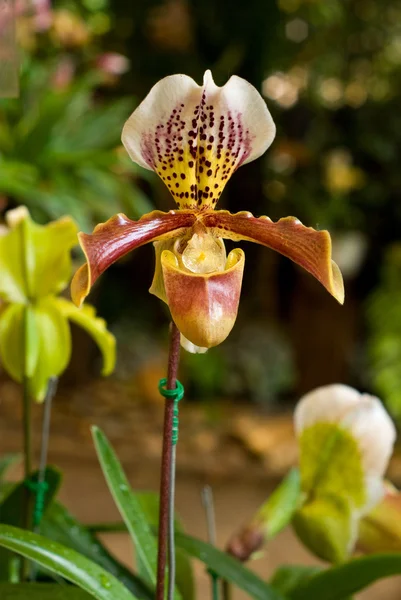 Orchidea, paphiopedilum — Zdjęcie stockowe