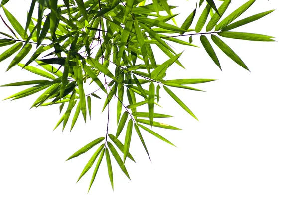 stock image Bamboo leaf with white sky