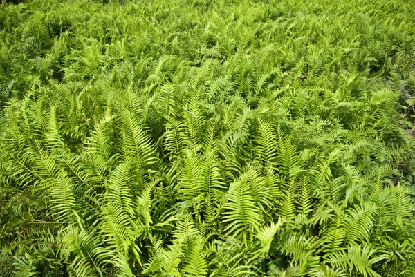Fern in the field background — Stock Photo, Image