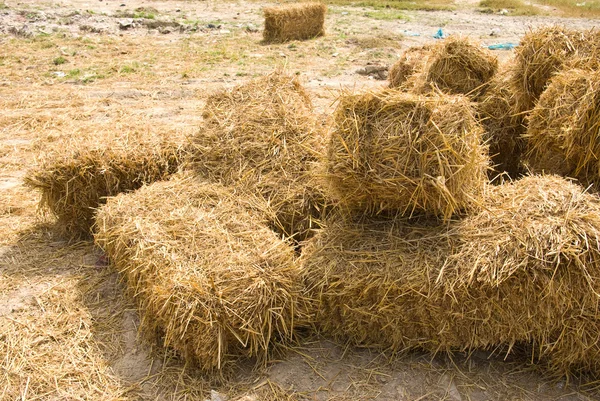 Straw for the Cattle — Stock Photo, Image