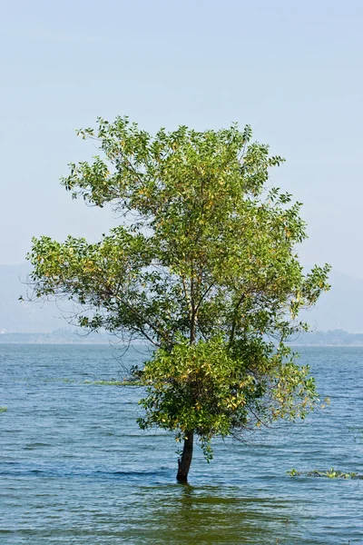 Árvore na água, Crise de inundação — Fotografia de Stock