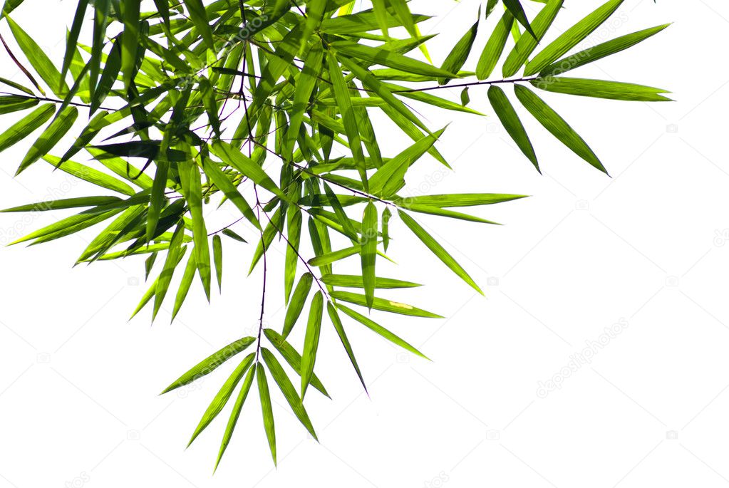 Bamboo leaf with white sky