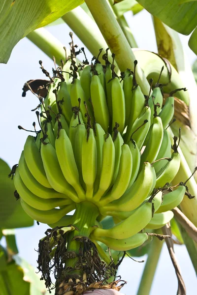 Green banana on the tree — Stock Photo, Image
