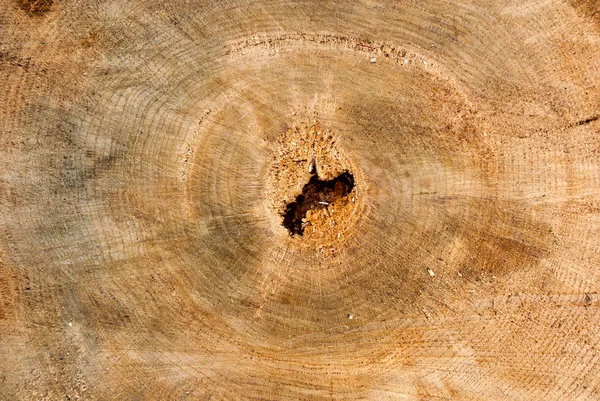 Fondo del tocón del árbol — Foto de Stock