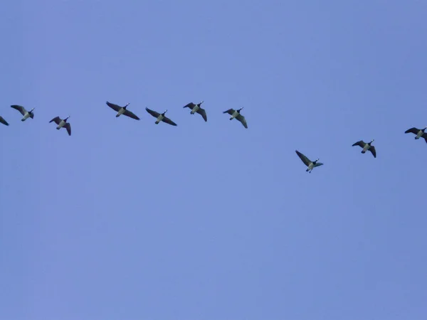 Oiseaux migrateurs — Photo